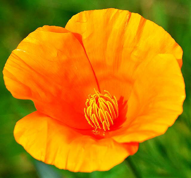 Orange Bloom at Red Curb