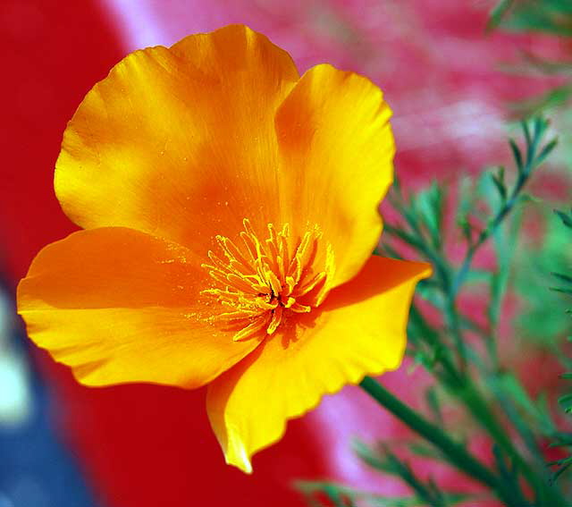 Orange Bloom at Red Curb