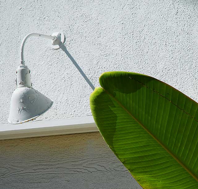 Banana Leaf and Lamp