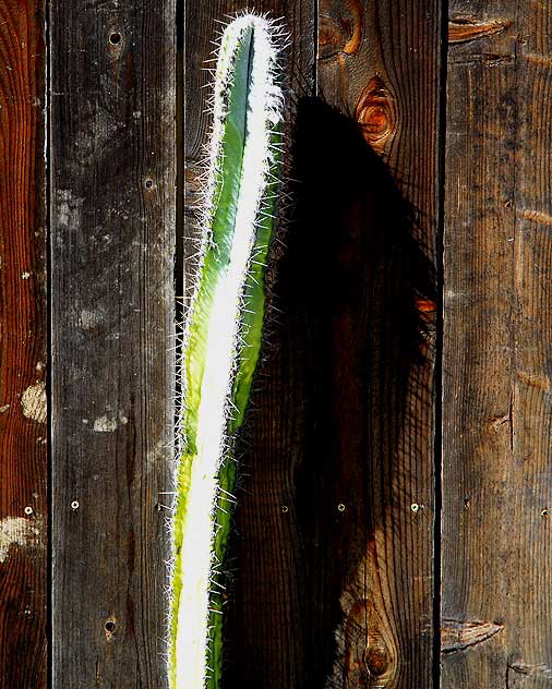 Cactus and Wood