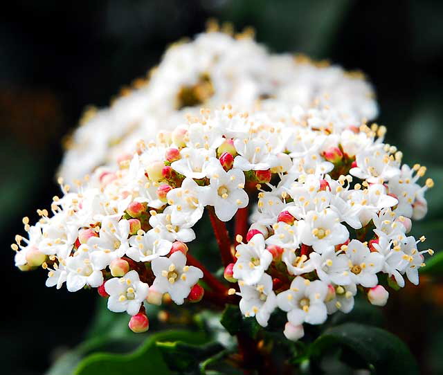 White blooms in shallow-plane focus