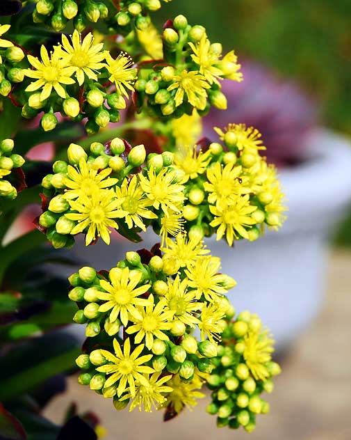 Succulent with yellow flowers