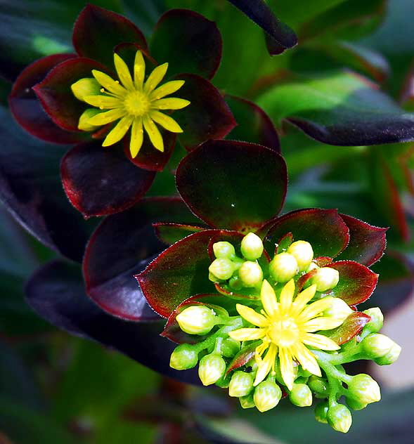 Succulent with yellow flowers