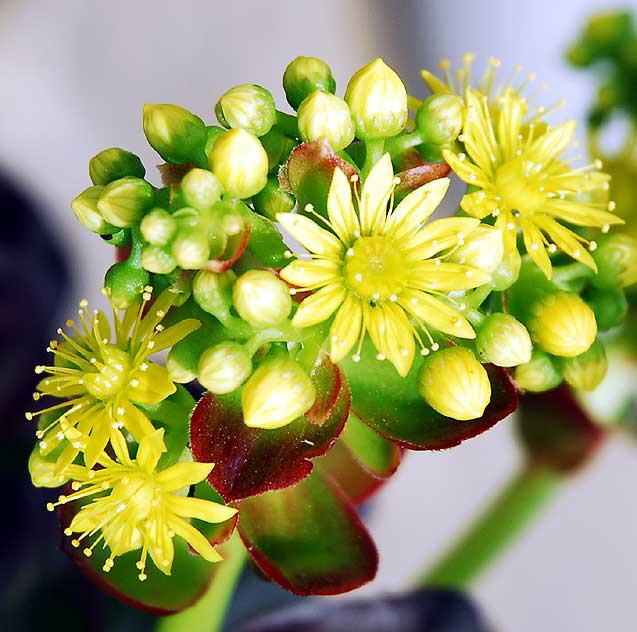 Succulent with yellow flowers