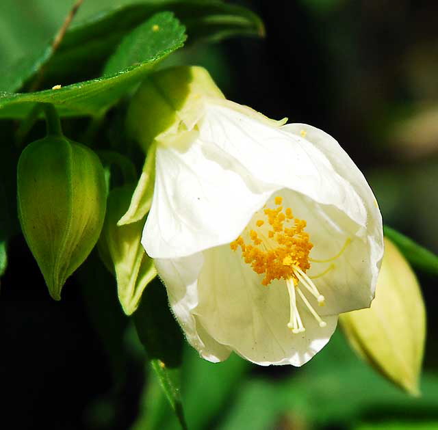 Bell-Shaped Bloom