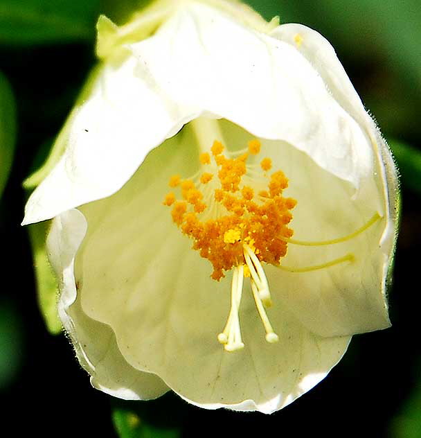 Bell-Shaped Bloom