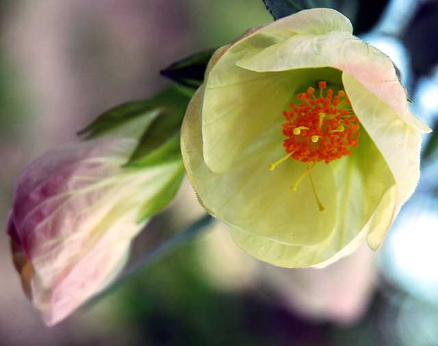 Bell-Shaped Bloom