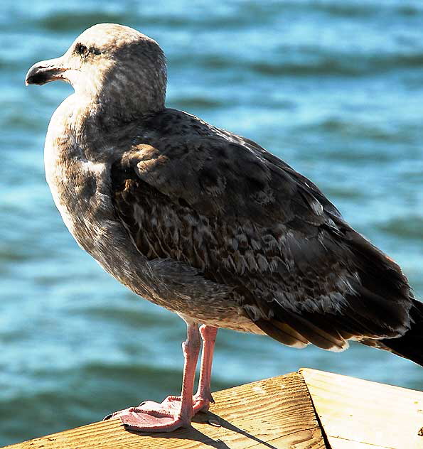 Gull on Venice Pier 