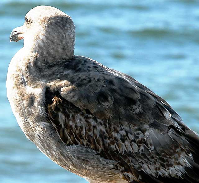 Gull on Venice Pier 