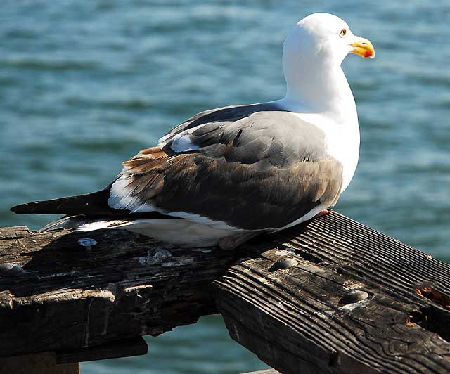 Gull on Venice Pier 