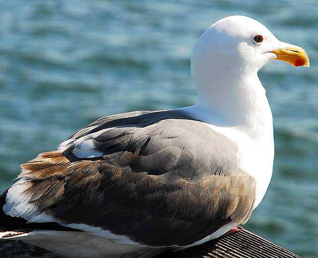 Gull on Venice Pier 
