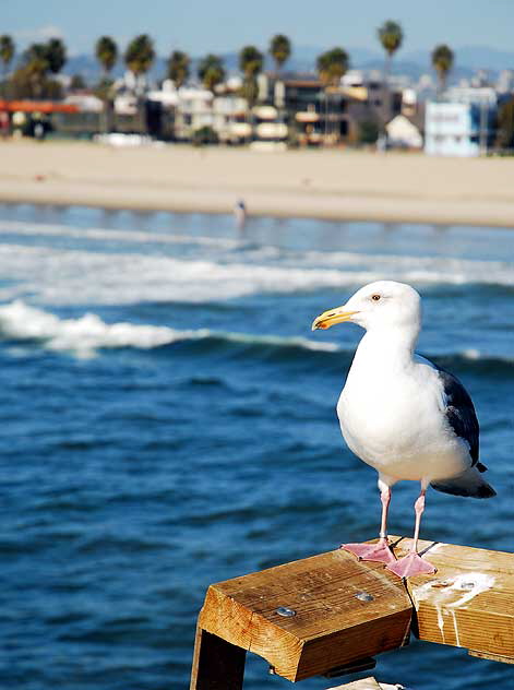 Gull on Venice Pier 