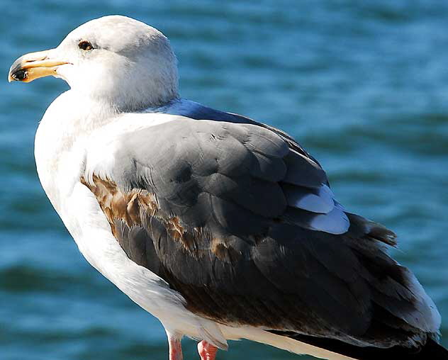 Gull on Venice Pier 