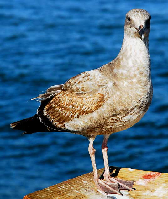 Gull on Venice Pier 