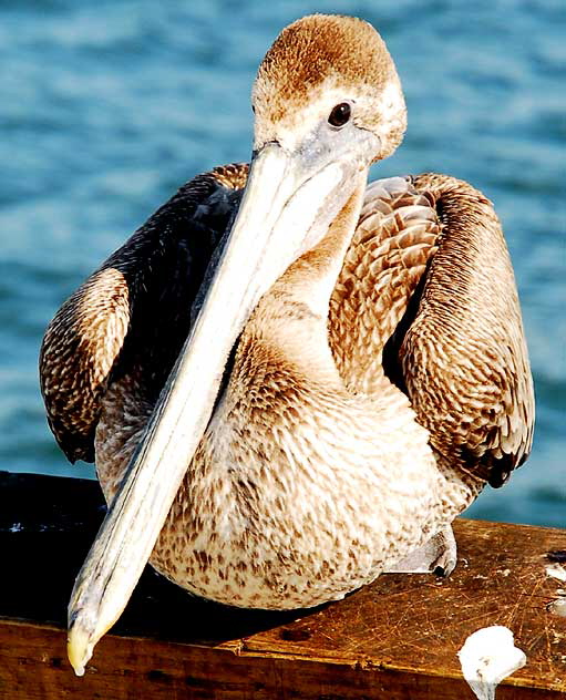 California Brown Pelican