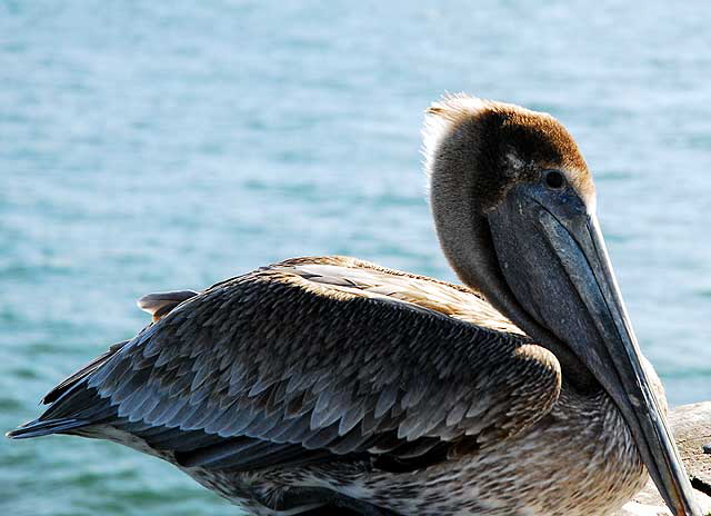 California Brown Pelican