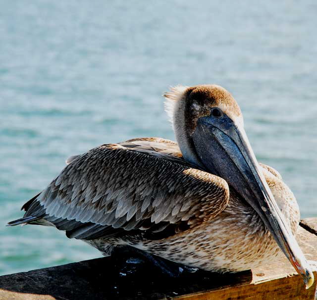 California Brown Pelican