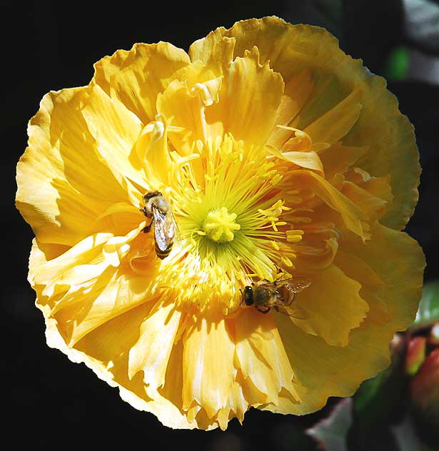 Bees and California poppy (Eschscholzia californica)