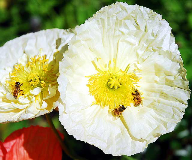 Bees and California poppy (Eschscholzia californica)