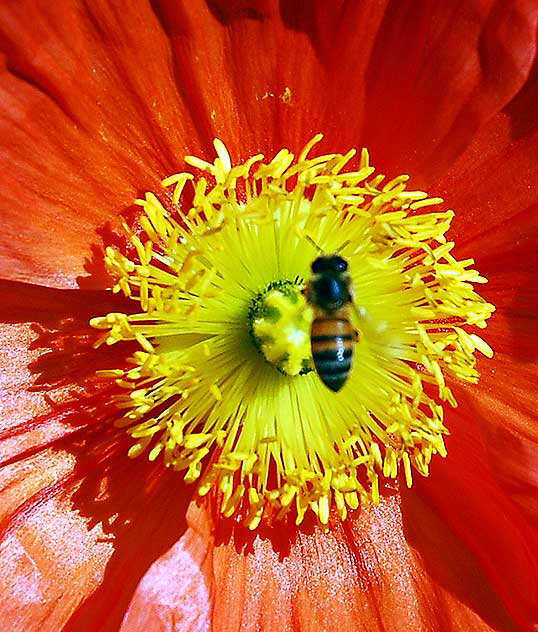 Bee and California poppy (Eschscholzia californica)