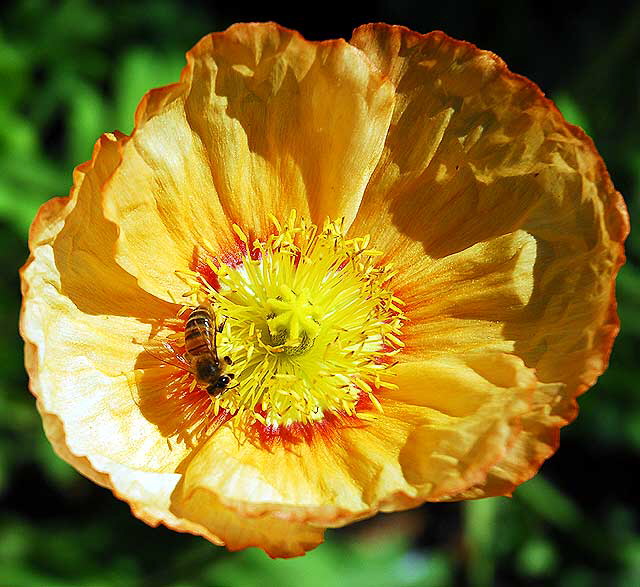 Bee and California poppy (Eschscholzia californica)