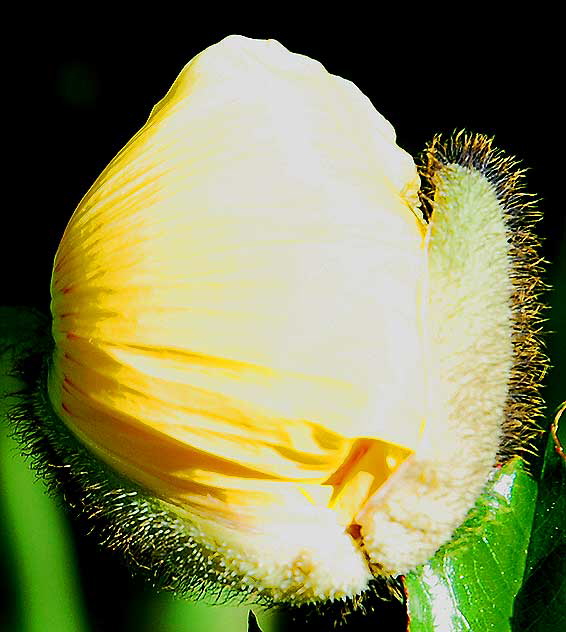 California poppy (Eschscholzia californica) 