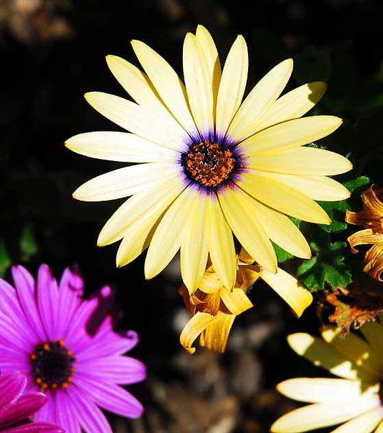 Floral Array