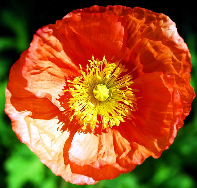 California poppy (Eschscholzia californica) 