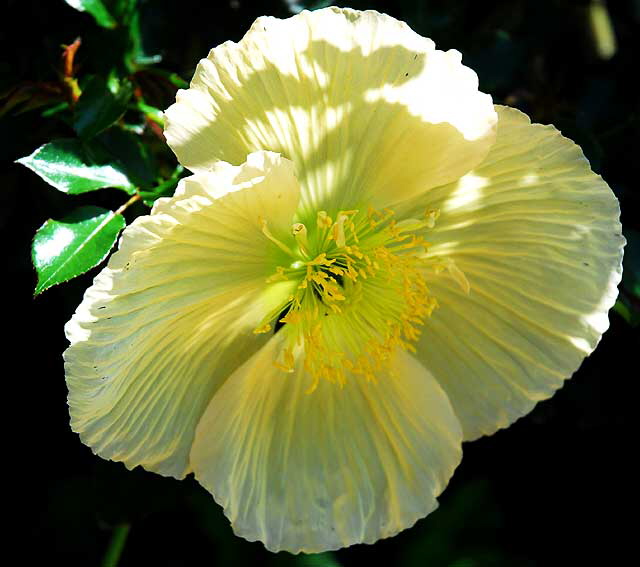 California poppy (Eschscholzia californica) 