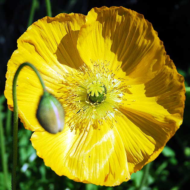 California poppy (Eschscholzia californica) 