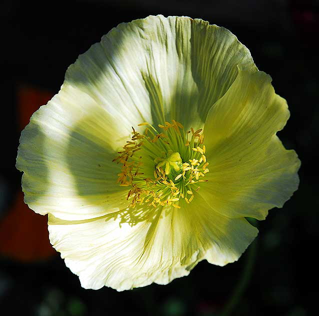 California poppy (Eschscholzia californica) 