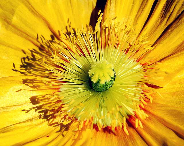 California poppy (Eschscholzia californica) - extreme close-up