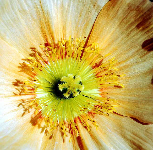 California poppy (Eschscholzia californica) - extreme close-up