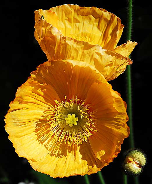 California poppy (Eschscholzia californica) 