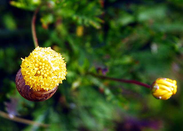 Yellow Buds