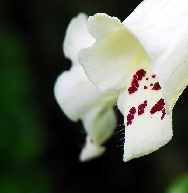 Hollyhock 