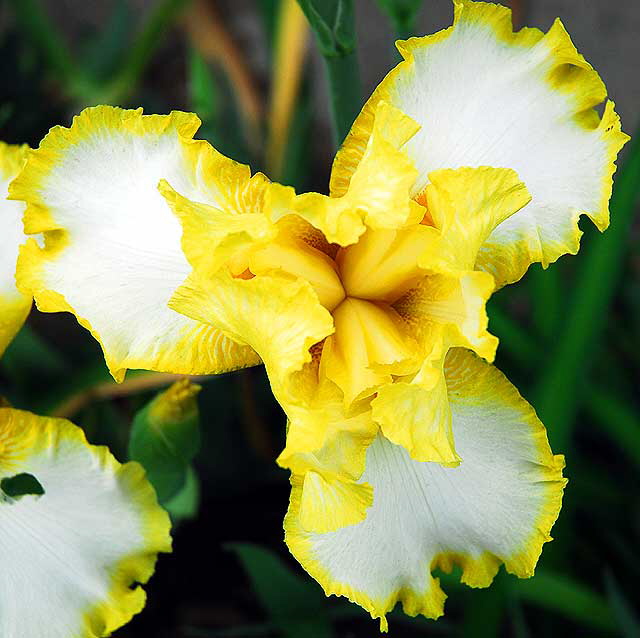 Yellow and White Iris