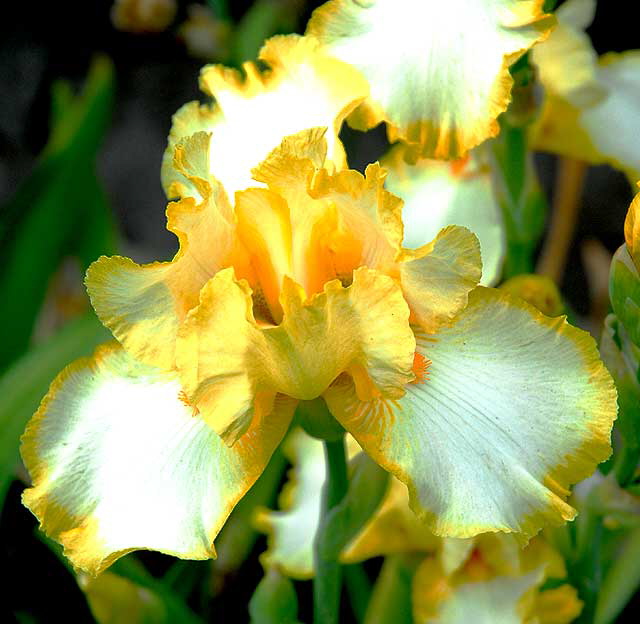 Yellow and White Iris