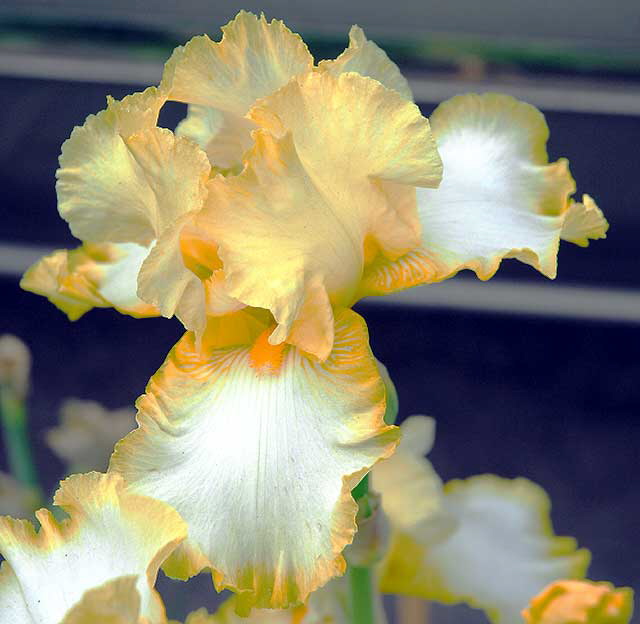 Yellow and White Iris