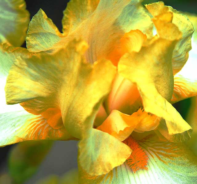 Yellow and White Iris