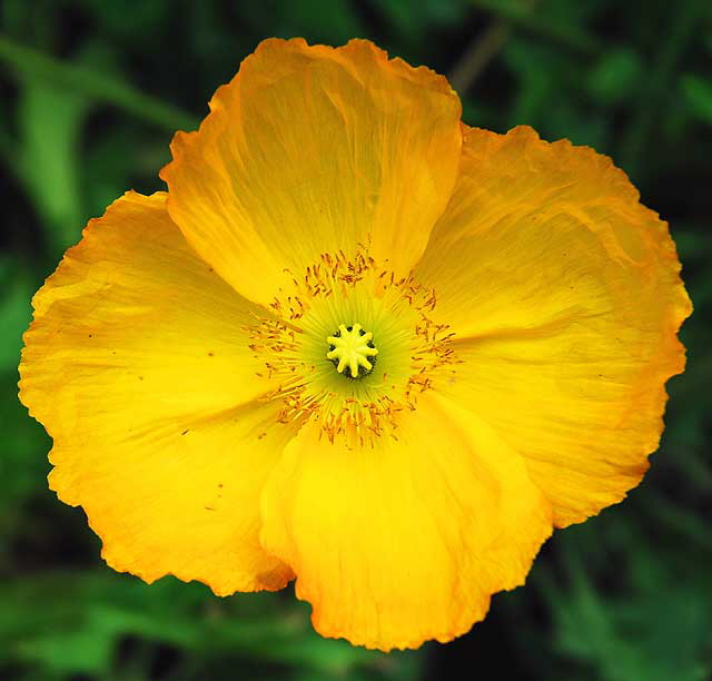 California poppy - 