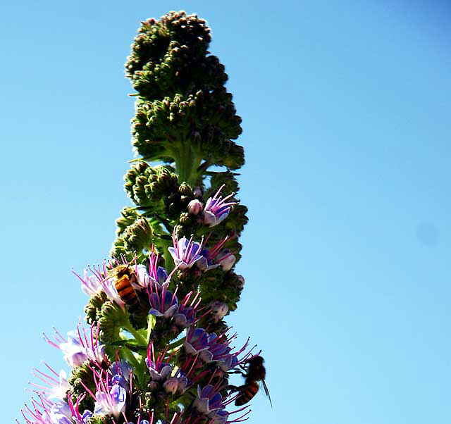 Bees at work, Pacific Palisades Park, Santa Monica, noon, Monday, March 23, 2009