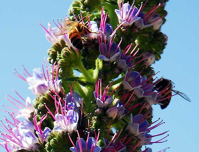 Bees at work, Pacific Palisades Park, Santa Monica, noon, Monday, March 23, 2009