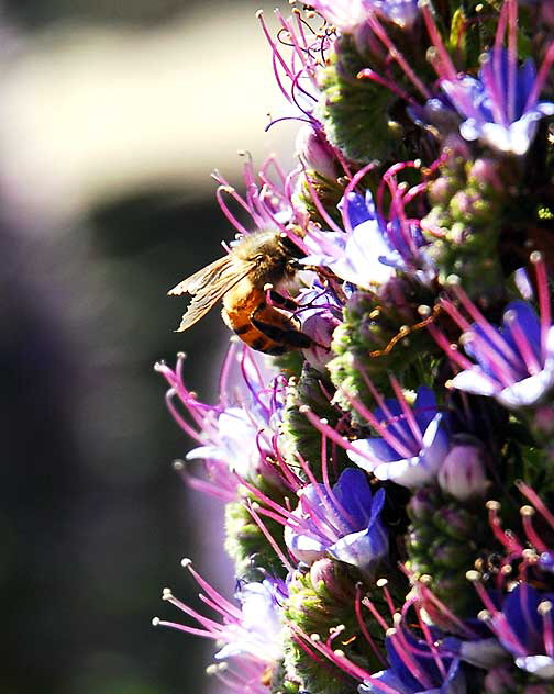 Bee at work, Pacific Palisades Park, Santa Monica, noon, Monday, March 23, 2009