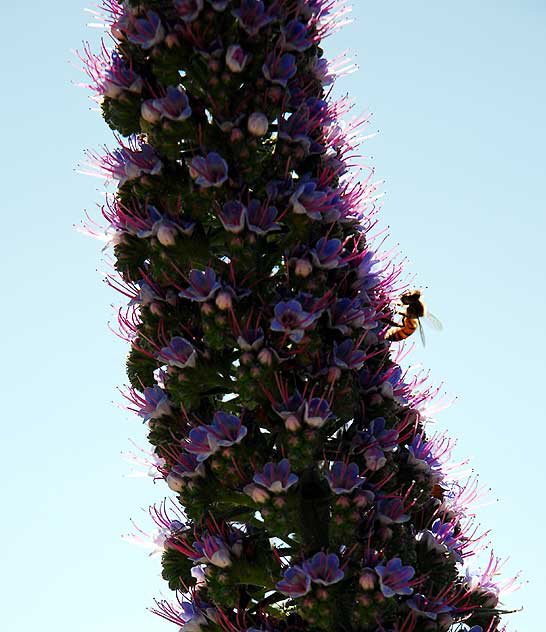 Bee at work, Pacific Palisades Park, Santa Monica, noon, Monday, March 23, 2009
