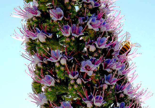 Bee at work, Pacific Palisades Park, Santa Monica, noon, Monday, March 23, 2009