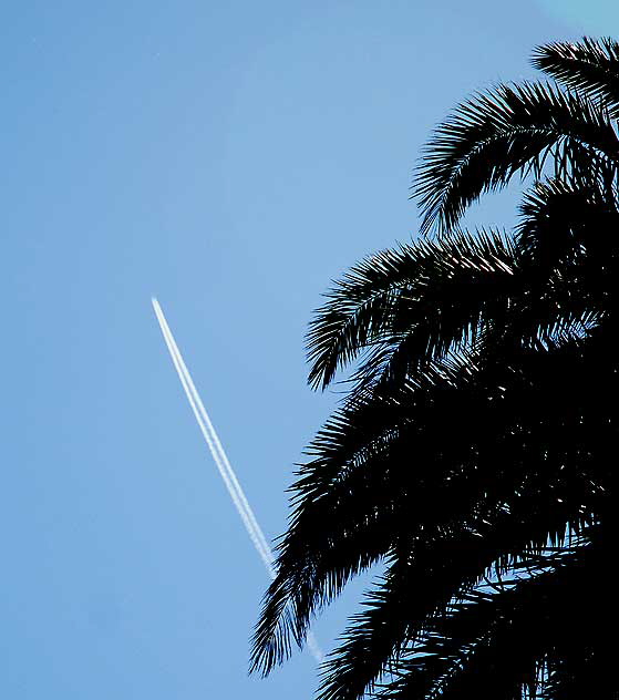 Contrail and Palm