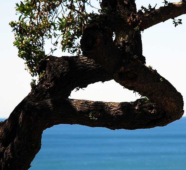 Tree in Pacific Palisades Park, Santa Monica