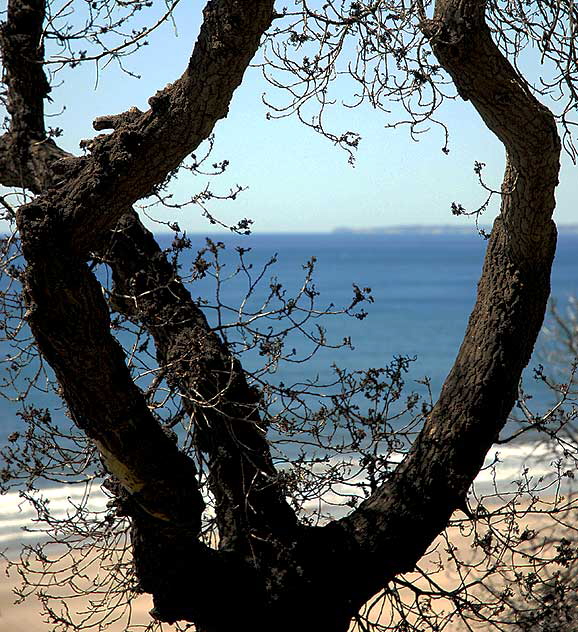 Tree in Pacific Palisades Park, Santa Monica