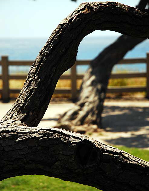 Tree in Pacific Palisades Park, Santa Monica